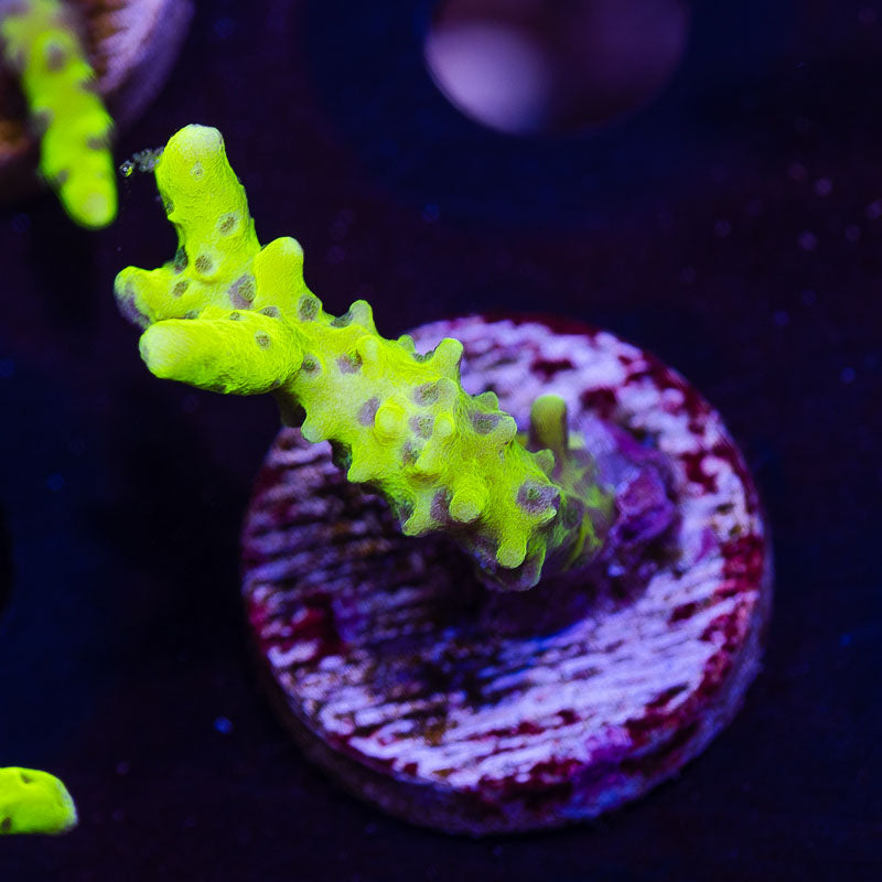 Bioreef Anacropora #7