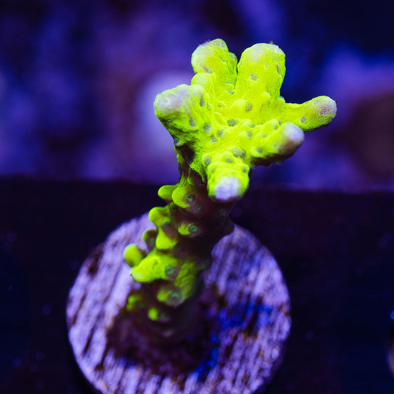 Bioreef Anacropora #8