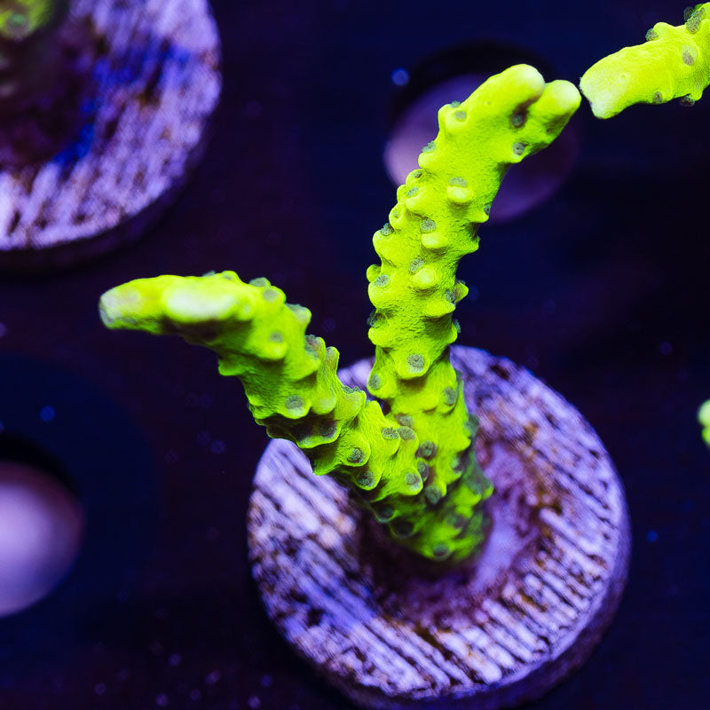 Bioreef Anacropora #9