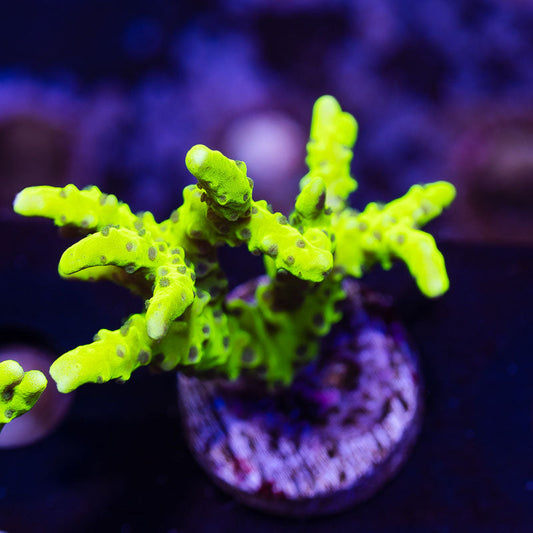 Bioreef Anacropora #10