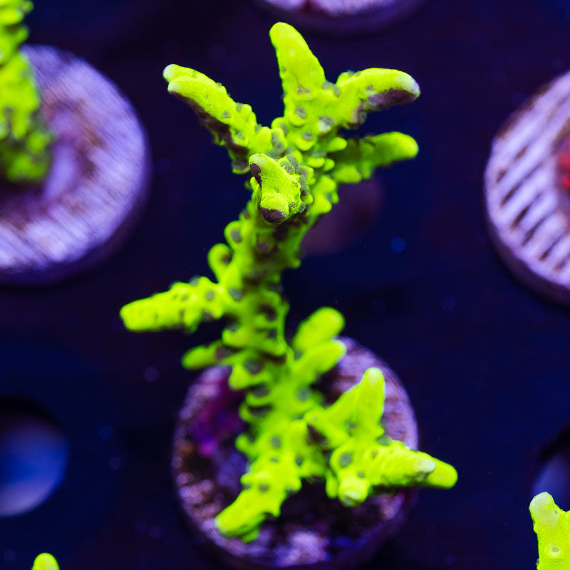 Bioreef Anacropora #11