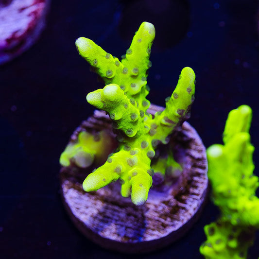 Bioreef Anacropora #12