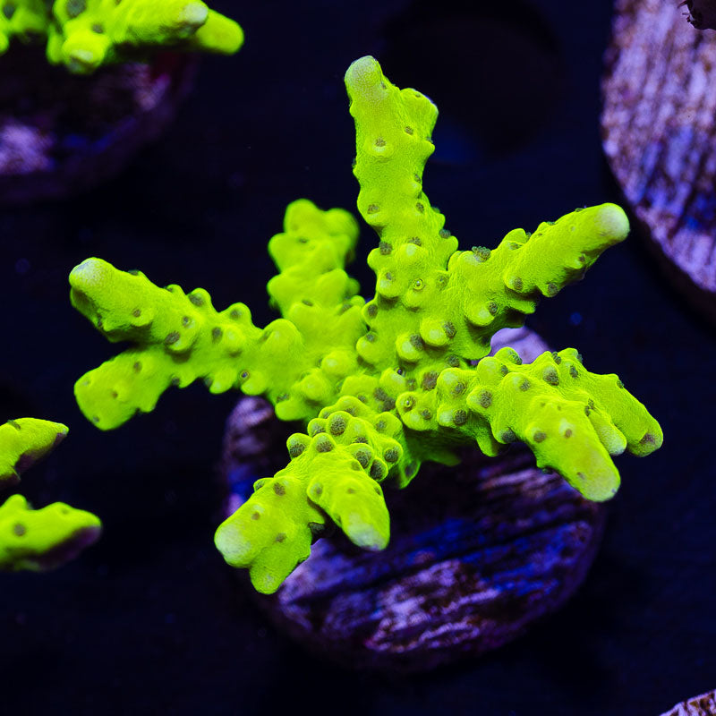 Bioreef Anacropora #14