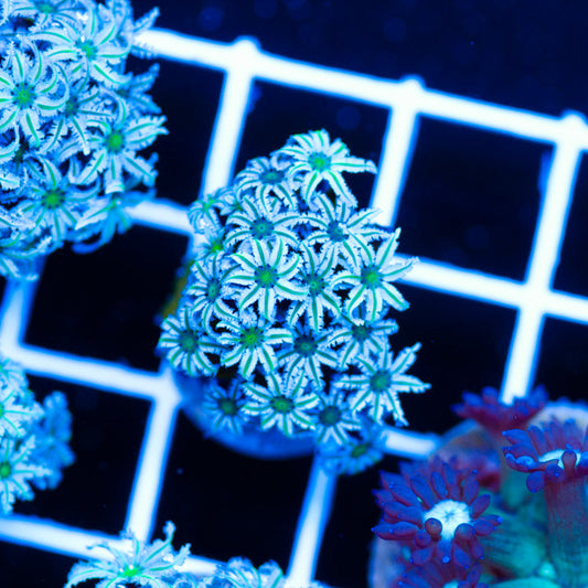 PolypPalooza Lazys Daisies Pipe Organ #3