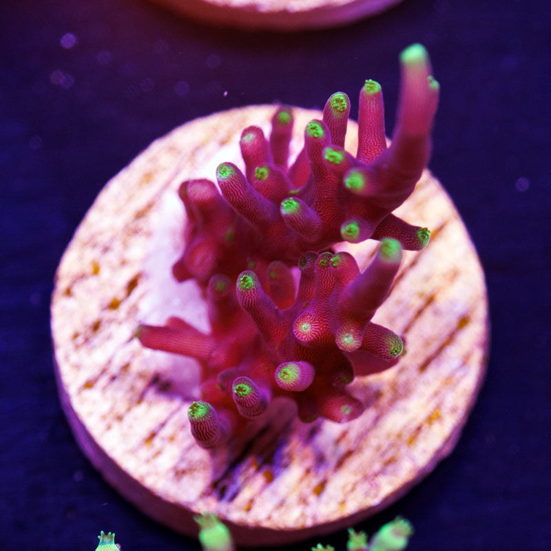 PolypPalooza CC Needle in a Haystack #3