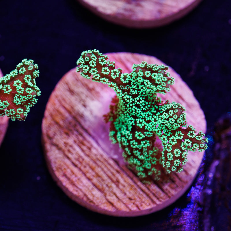 PolypPalooza ORA Green Birdsnest #2