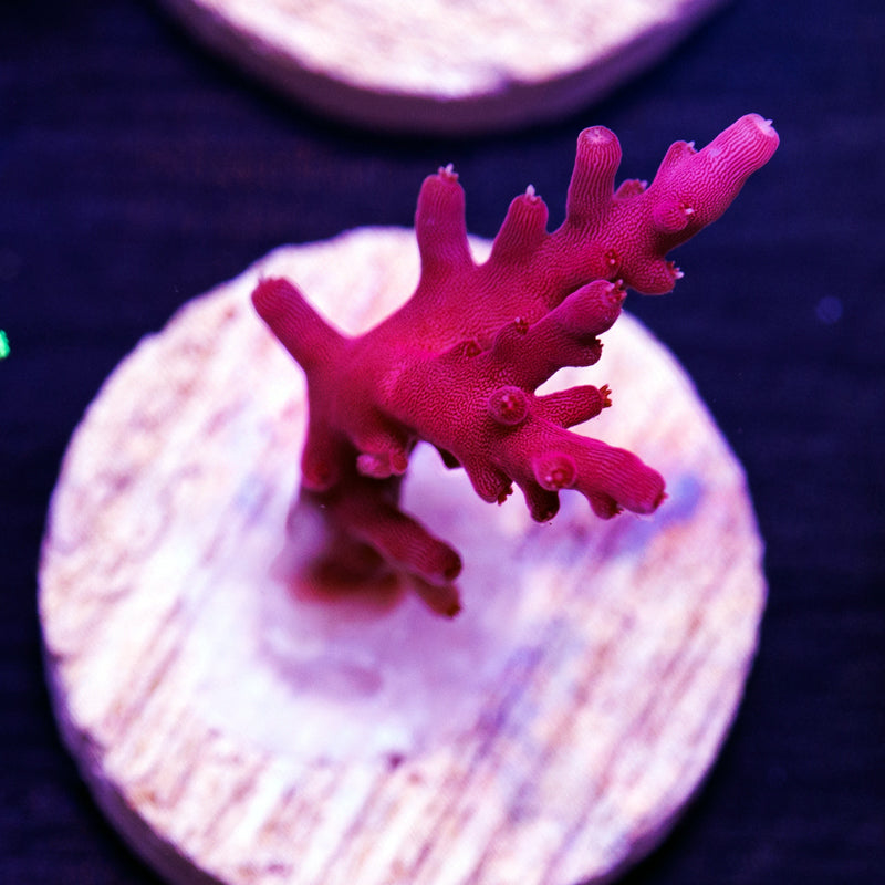 PolypPalooza Tyree Red Dragon #2