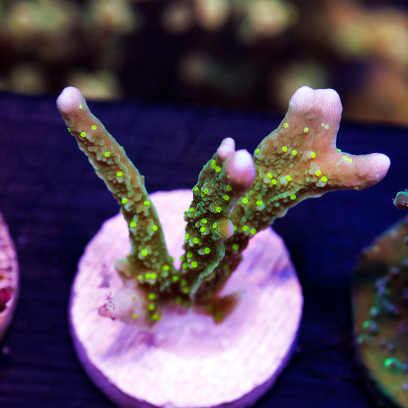 PolypPalooza JF Green Light Montipora Hirsuta #1