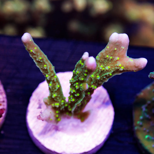PolypPalooza JF Green Light Montipora Hirsuta #1