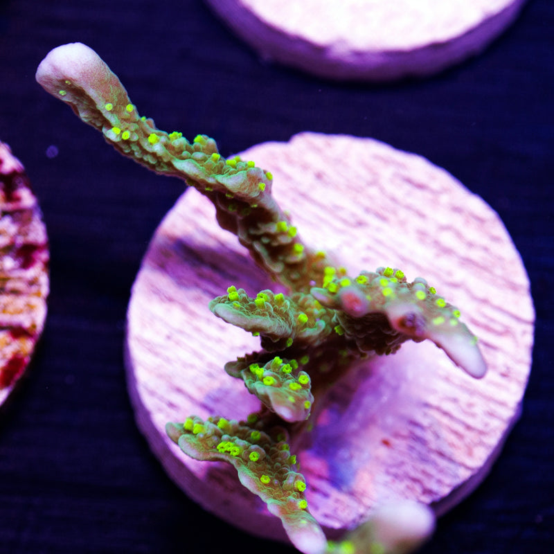 PolypPalooza JF Green Light Montipora Hirsuta #2