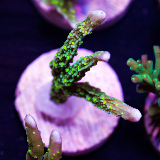 PolypPalooza JF Green Light Montipora Hirsuta #3