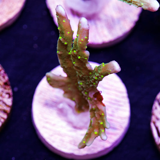 PolypPalooza JF Green Light Montipora Hirsuta #4