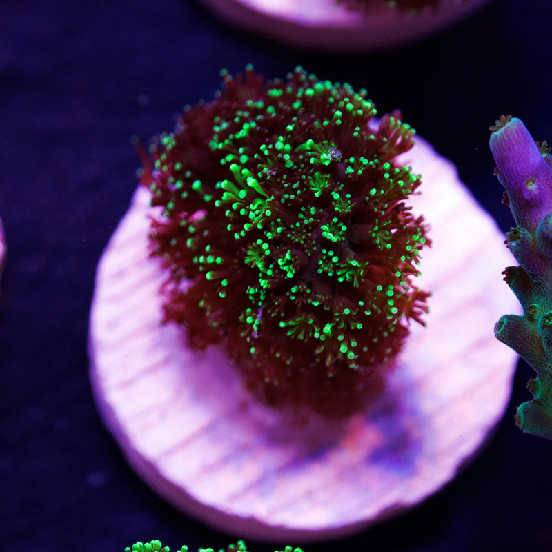 PolypPalooza ORA Green Stylo #2