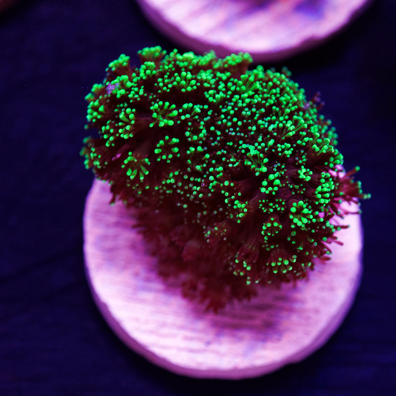 PolypPalooza ORA Green Stylo #3