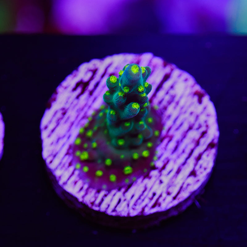 PolypPalooza CC Ultimate Bonsai #1