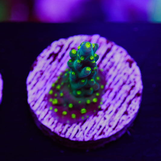 PolypPalooza CC Ultimate Bonsai #1