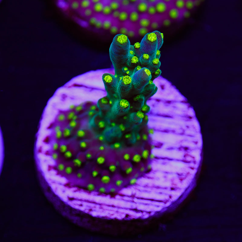 PolypPalooza CC Ultimate Bonsai #3