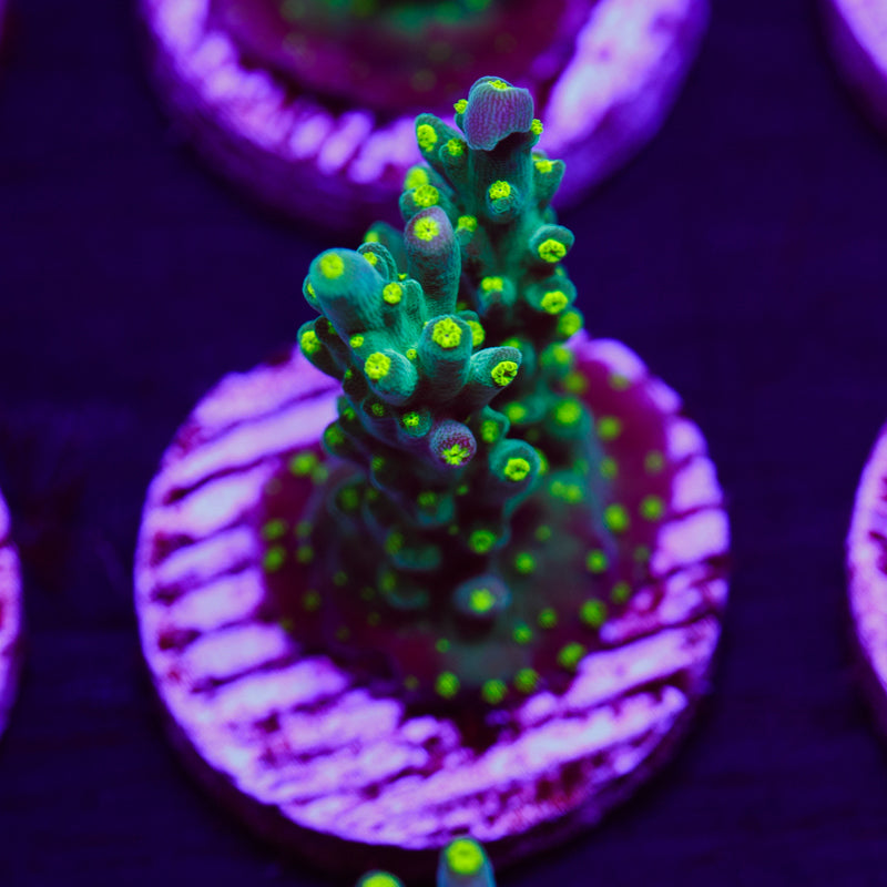 PolypPalooza CC Ultimate Bonsai #8