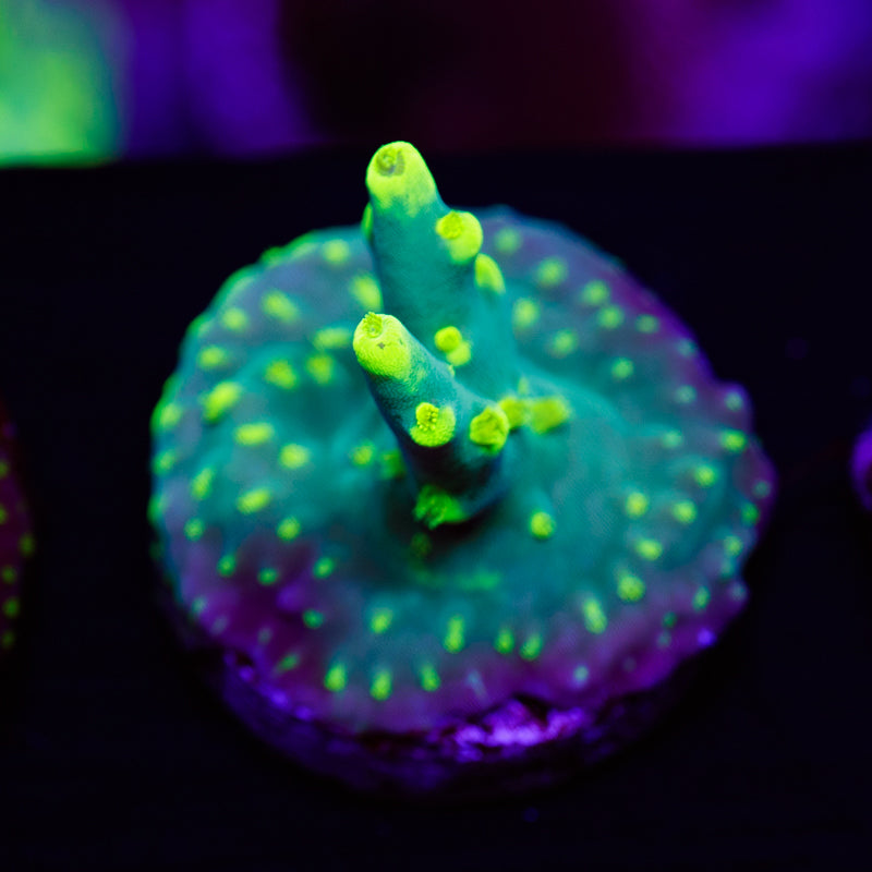 PolypPalooza CC Retina Blaster Suharsoni #1