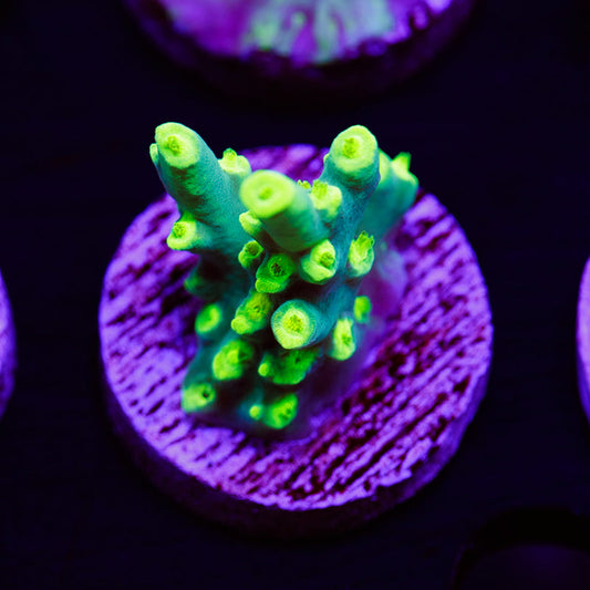 PolypPalooza CC Retina Blaster Suharsoni #3