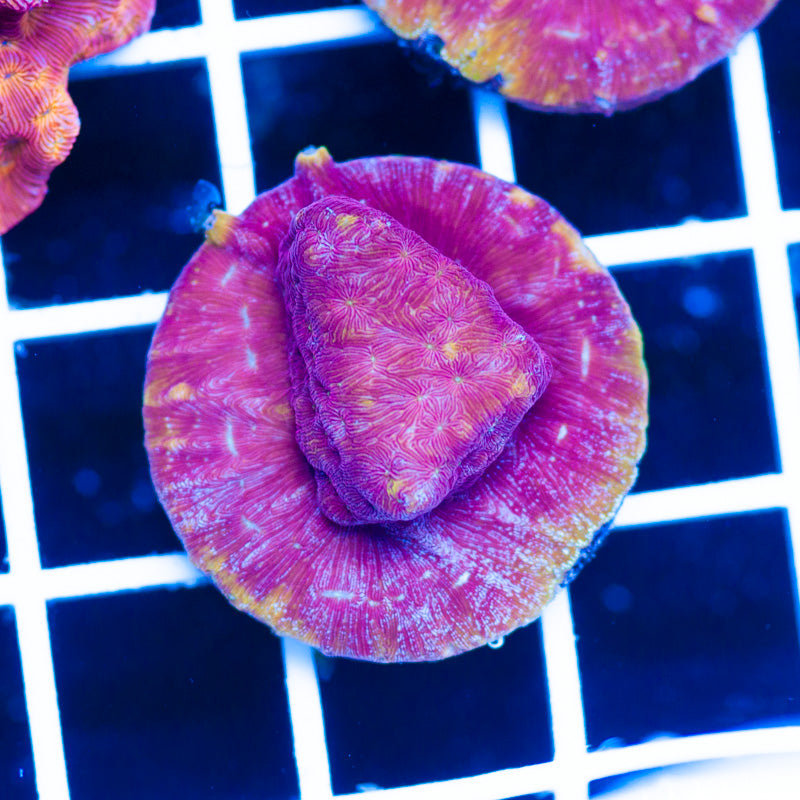 PolypPalooza JF Klepto Lepto #1