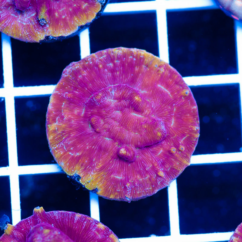 PolypPalooza JF Klepto Lepto #2