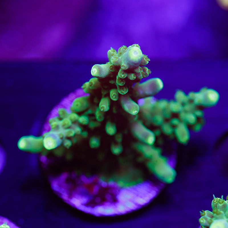 PolypPalooza Ultimate Frags Tricolor #1