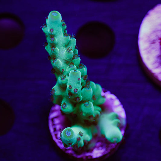 PolypPalooza CC Blue Thunder Granulosa #1