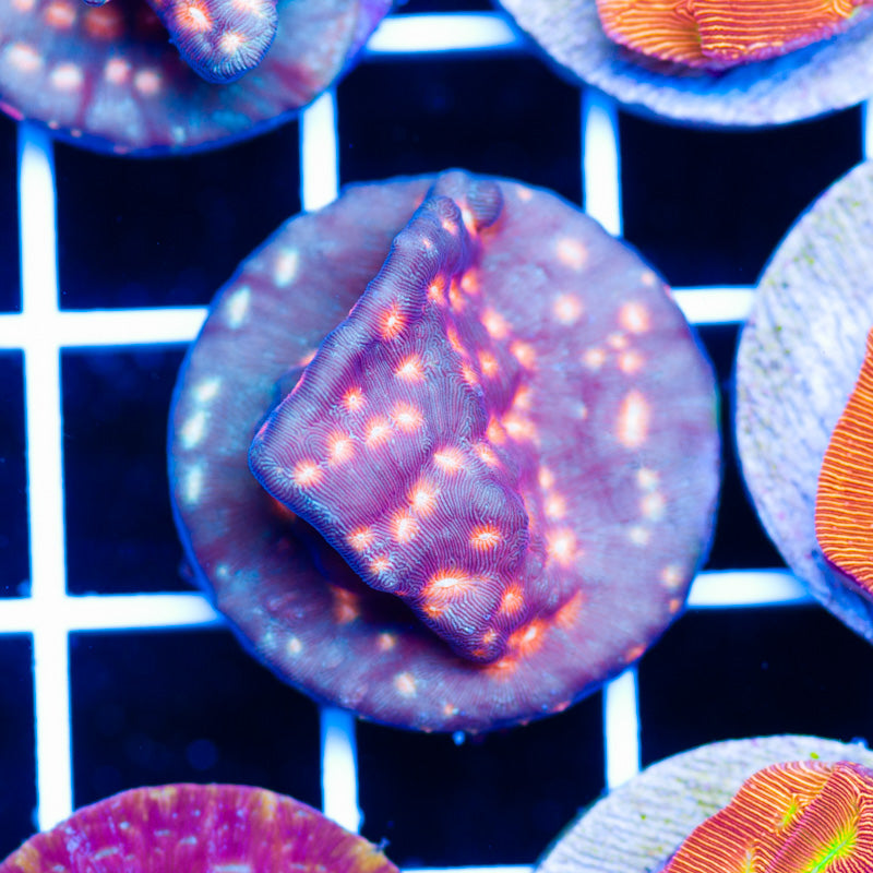 PolypPalooza AOA Lava Flow Lepto #2