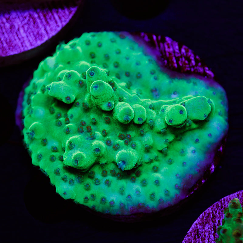 PolypPalooza ORA Skyline Granulosa