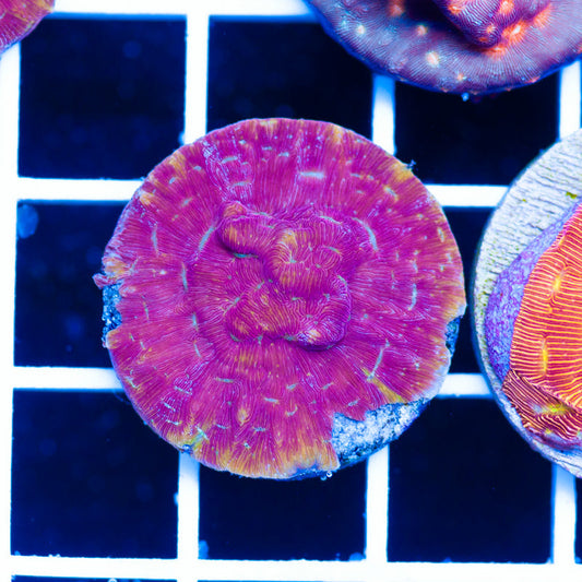 PolypPalooza JF Klepto Lepto #4