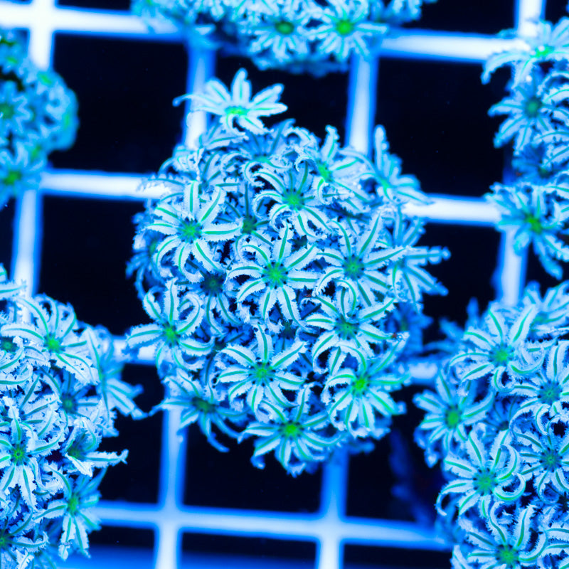 PolypPalooza Lazys Daisies Pipe Organ #6