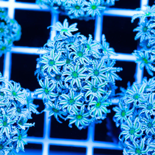 PolypPalooza Lazys Daisies Pipe Organ #6