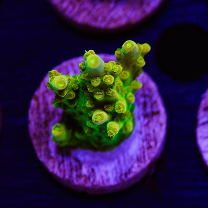 PolypPalooza CC Golddigger #1