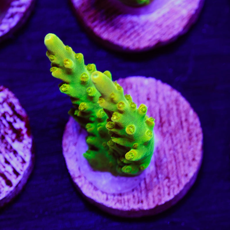 PolypPalooza CC Golddigger #3