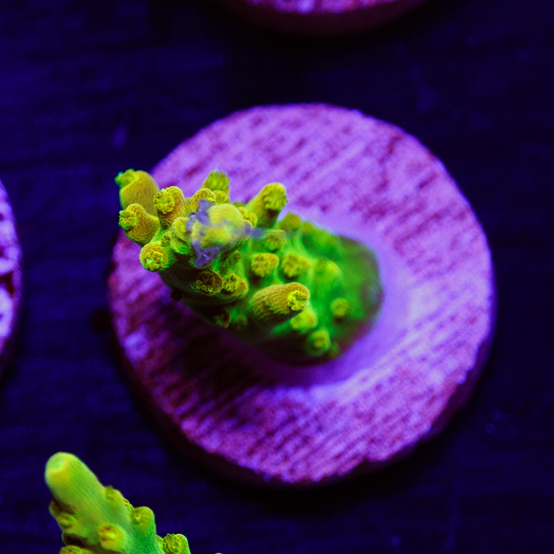 PolypPalooza CC Golddigger #5