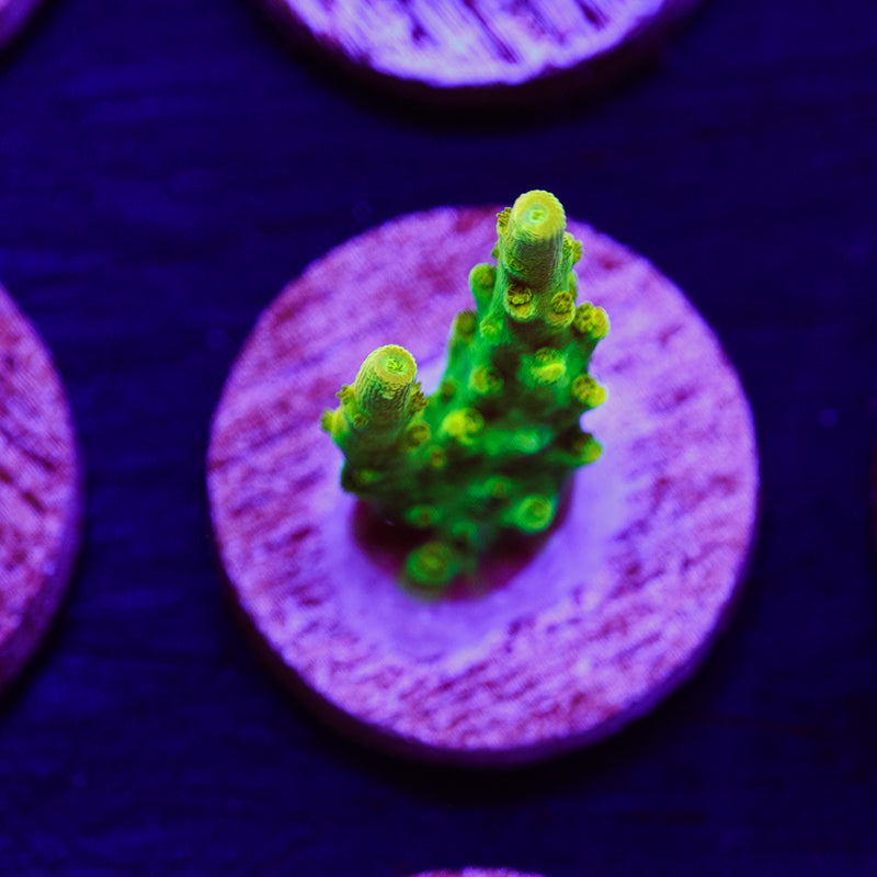 PolypPalooza CC Golddigger #9