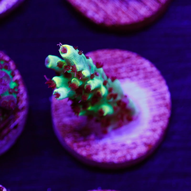 PolypPalooza CC Yellowjacket #4