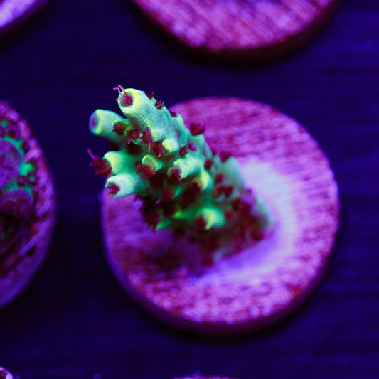 PolypPalooza CC Yellowjacket #4