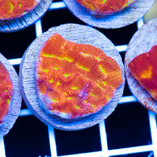 PolypPalooza JF Jack O Lantern Lepto #6