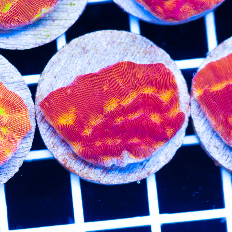 PolypPalooza CC Rising Sun Lepto #1