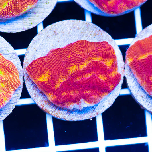 PolypPalooza CC Rising Sun Lepto #1