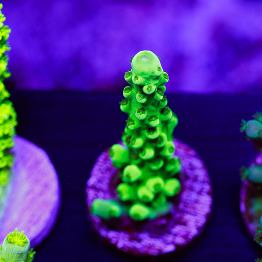 PolypPalooza ORA Frogskin #1