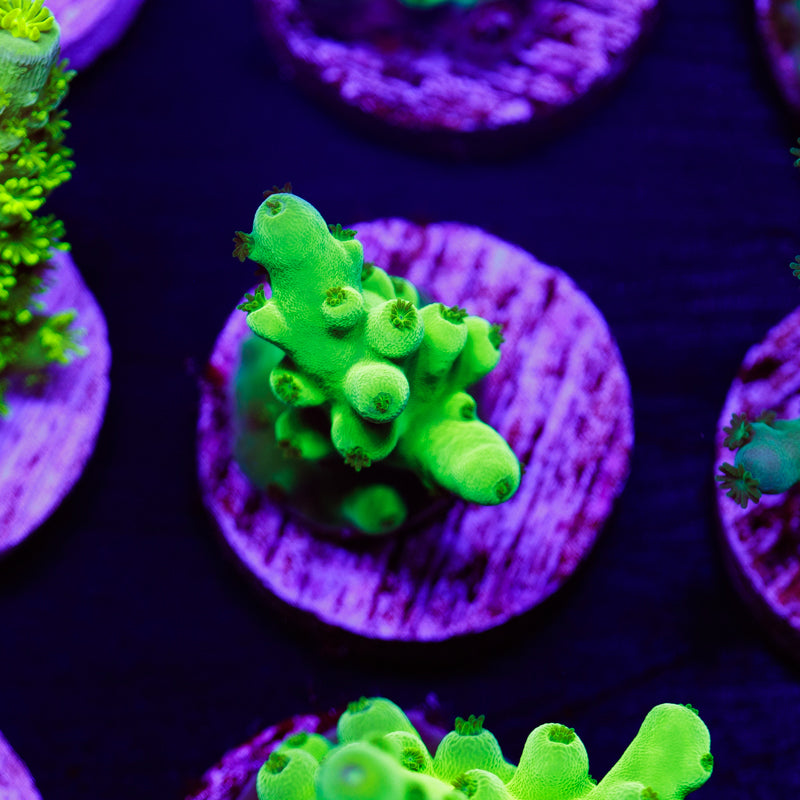 PolypPalooza ORA Frogskin #2