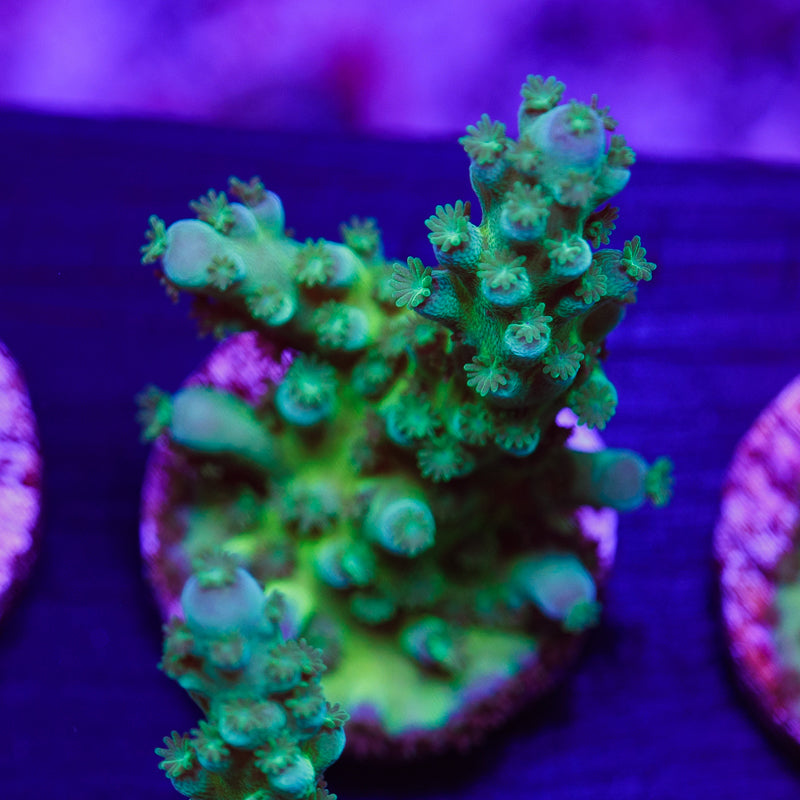 PolypPalooza CC Jolly Green Tort #1