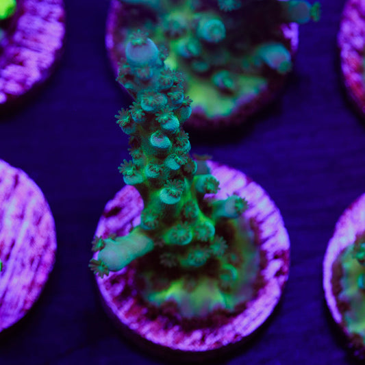 PolypPalooza CC Jolly Green Tort #2