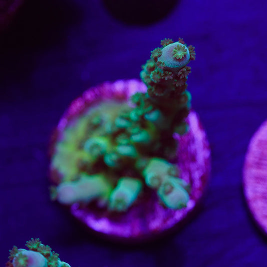 PolypPalooza CC Jolly Green Tort #3