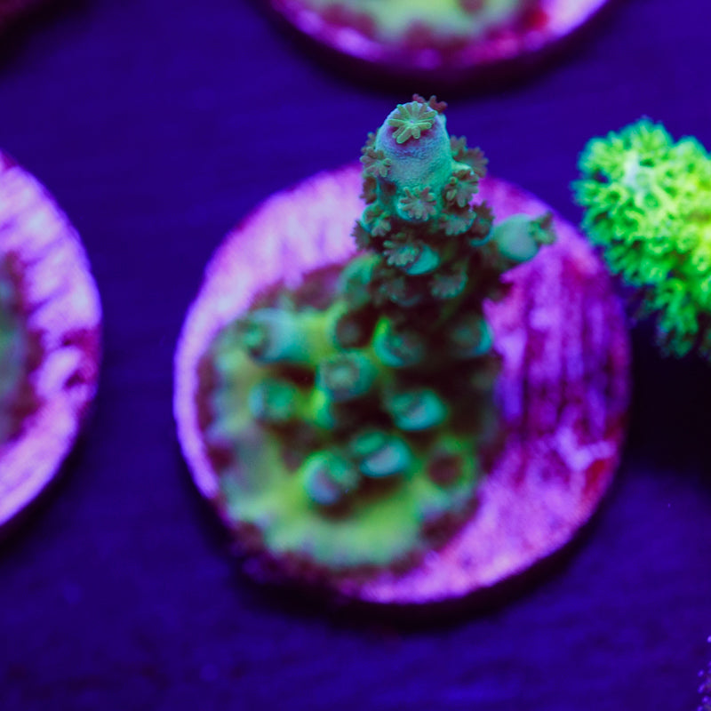 PolypPalooza CC Jolly Green Tort #6