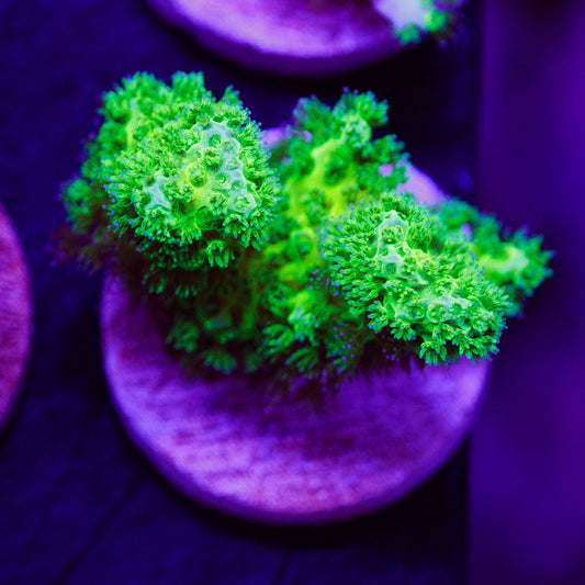 PolypPalooza Vivid Toxic Pocillopora #1