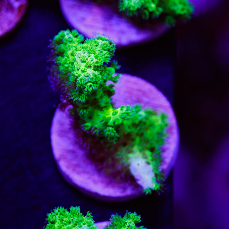 PolypPalooza Vivid Toxic Pocillopora #2